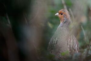 Vor allem Rebhühner und Feldhasen sollen von einem Artenschutzprojekt, bei dem Jäger mit Landwirten im Erfurter Becken zusammenarbeiten, profitieren. (Archivbild)