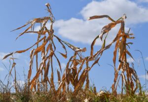 Langfristige Sommerprognosen von Wetterdiensten zeigen Tendenzen, liefern aber keine konkreten Vorhersagen für einzelne Tage oder Wochen.