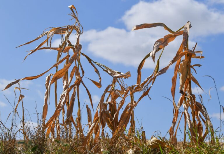 Langfristige Sommerprognosen von Wetterdiensten zeigen Tendenzen, liefern aber keine konkreten Vorhersagen für einzelne Tage oder Wochen. Foto: Patrick Pleul/dpa-Zentralbild/dpa