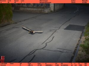 Stockenten können mit bis zu 100 km/h fliegen.