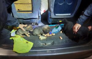 Die Hundewelpen wurden in verdreckter Umgebung transportiert.