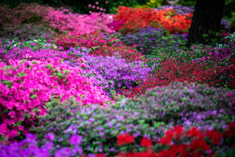 Die Sträucher im Bremer Rhododendron-Park blühen in diesem Jahr früher. Foto: Sina Schuldt/dpa