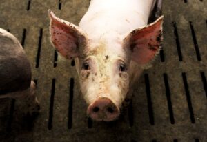 Nach dem Tierschützer Alarm wegen des Umgangs mit den Tieren in einer Schweinezuchtanlage im Saale-Holzland-Kreis geschlagen haben, hat das zuständige Veterinäramt Strafanzeige gestellt. (Symbolbild)