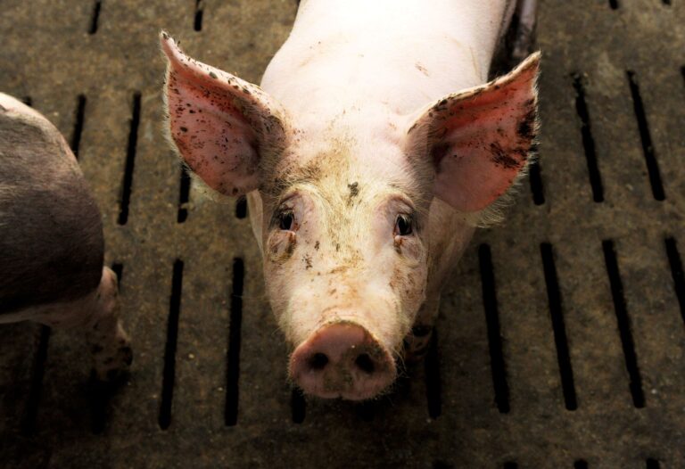 Nach dem Tierschützer Alarm wegen des Umgangs mit den Tieren in einer Schweinezuchtanlage im Saale-Holzland-Kreis geschlagen haben, hat das zuständige Veterinäramt Strafanzeige gestellt. (Symbolbild) Foto: picture alliance / dpa