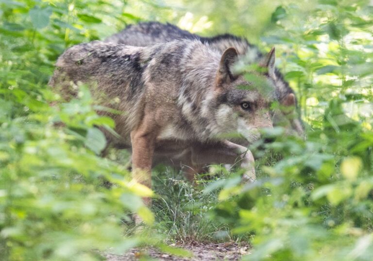 Vier Wolfsrudel gibt es aktuell in Rheinland-Pfalz. (Archivbild) Foto: Boris Roessler/dpa