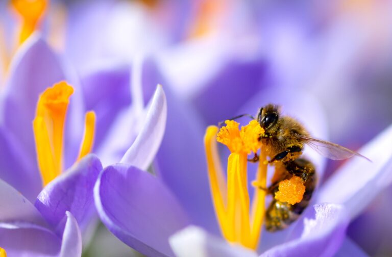 Auch Bienen sind bedroht. (Archivbild) Foto: Sven Hoppe/dpa