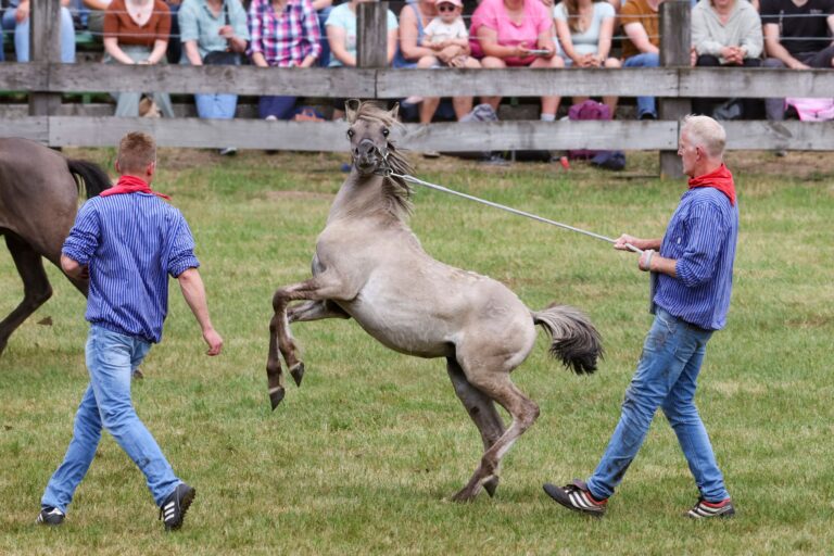 Schnelligkeit und Fitness brauchten die Fänger der jungen kräftigen Hengstfohlen. Foto: Christoph Reichwein/dpa