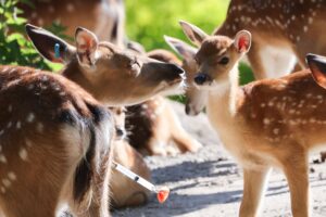 Der Tierpark freut sich wieder über viel Nachwuchs bei den Sikahirschen.