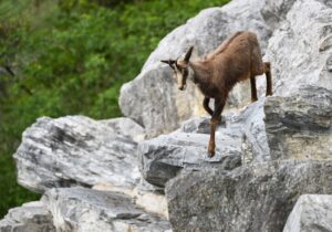 Der Umgang mit der Gams in alpenländischen Schutzwäldern sorgt seit Jahren für Diskussionen. (Archivbild)