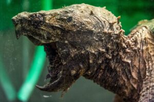 Geierschildkröten können ein Gewicht von rund 100 kg erreichen - und sind nicht ungefährlich. (Symbolbild)
