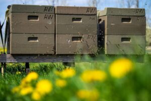 Rund 120 Gläser Honig haben die «Hafenbienen» in Bensersiel im vergangenen Jahr produziert. (Symbolbild)