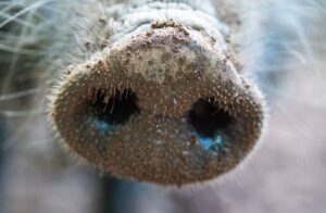 Waidmannsheil: Mit einer Prämie pro erlegtem Wildschwein für Jäger will das Umweltministerium den Bestand der Wildschweine verringern. (Symbolbild)