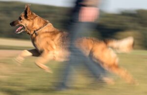 In Sachsen-Anhalt hat die Zahl der registrierten Hunde im vergangenen Jahr die 180.000 überschritten. (Archivbild)