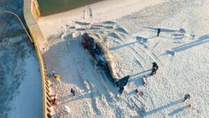 Der 14,3 Meter lange und tonnenschwere Walbulle war im Februar vor Hörnum (Sylt) aus der Nordsee an Land gezogen worden.