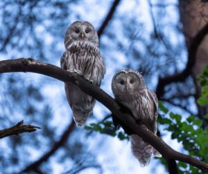 In Nordostbayern läuft ein Wiederansiedlungsprojekt für Wildkäuze. Nun hat ein Vogelpaar Nachwuchs. (Handout)