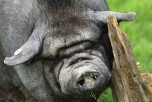 Ein vermutlich entlaufenes Hängebauchschwein beschäftigt die Polizei in Neustrelitz. (Symbolbild)
