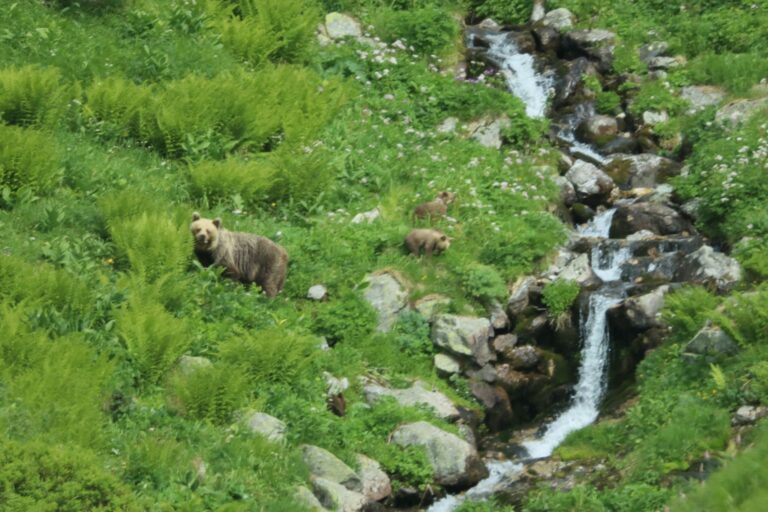 Eine Bärin geht mit ihrem Nachwuchs durch ein Tal in der Westtatra in der Slowakei. (Archivbild) Foto: Erik Äevëìk/tasr/dpa