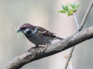 Gras, Reisig, Moos: Wer heimische Vögel beim Nestbau unterstützen möchte, sollte auf natürliche, unbehandelte Materialien setzen.