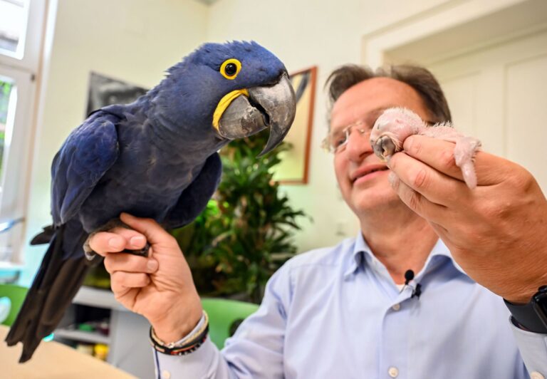 Ein kleiner und ein großer Ara: Beide hält Zoodirektor Reinschmidt auf der Hand. Foto: Uli Deck/dpa