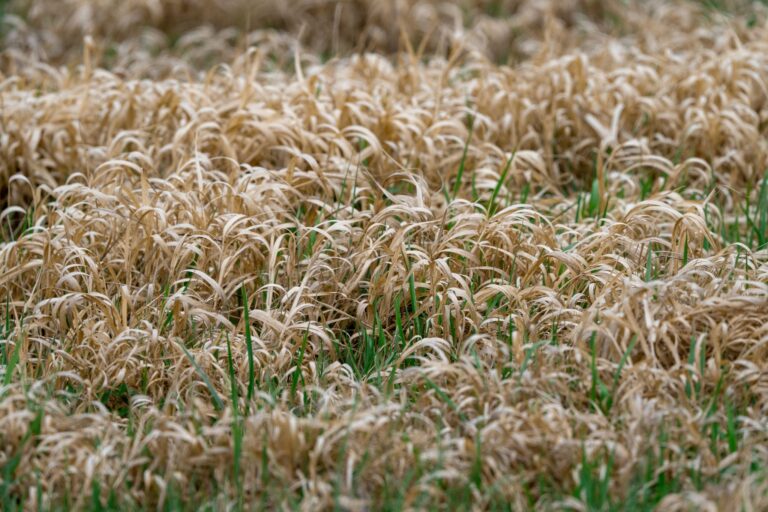  Das nun zu Ende gehende Frühjahr war in Deutschland eines der trockensten seit Beginn der Aufzeichnungen. (Symbolbild) Foto: Soeren Stache/dpa