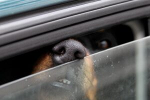 Ein Hund ist in einem Auto über Stunden eingesperrt gewesen. (Symbolbild)