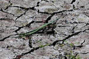 Die anhaltende Dürre hat zunehmend Folgen für Wald und Landwirtschaft.