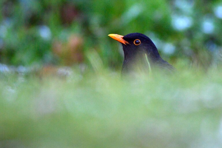Bei der aktuellen Vogelzählung im Mai wurden deutlich weniger Amseln pro Garten gemeldet. (Archivbild) Foto: Klaus-Dietmar Gabbert/dpa-Zentralbild/ZB