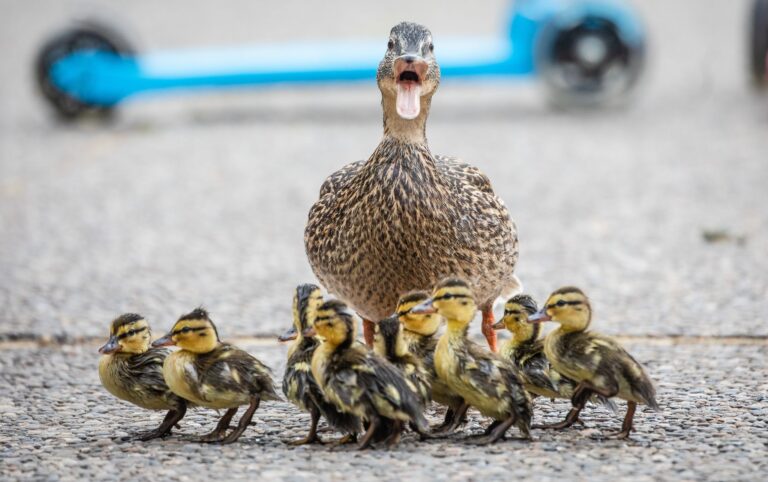 Die Brutzeit bei einigen Enten beginnt etwa Mitte März, die Küken schlüpfen dann im April oder Mai. (Archivbild) Foto: Christoph Schmidt/dpa