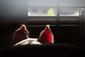 Die Tierschutzorganisation Animal Rights Watch spricht von einer «der umfangreichsten Aufdeckungen, die je aus der deutschen Tierhaltung ans Licht gekommen sind». (Symbolbild)