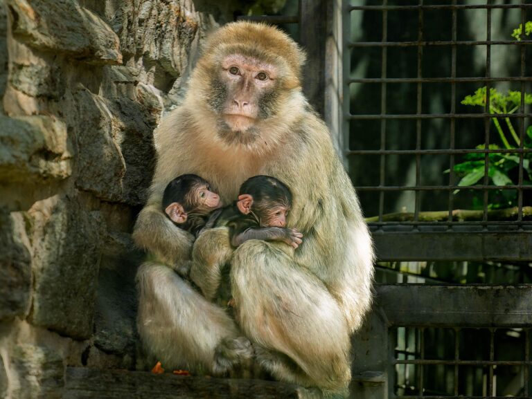 Die beiden Affenbabys haben im Gegensatz zu ihren Eltern eine schwarze Fellfarbe. Foto: Opel-Zoo/dpa