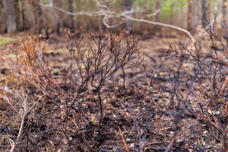 Die Waldbrandgefahr ist trotz des Regens der vergangenen Tage im Saarland nach wie vor hoch. (Symbolbild) Foto: Daniel Karmann/dpa