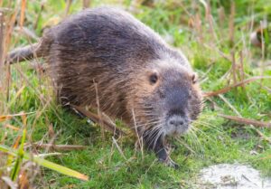 Biberratten seien mitunter an Deichen und Anlagen der Wasserversorgung aktiv. (Archivbild)