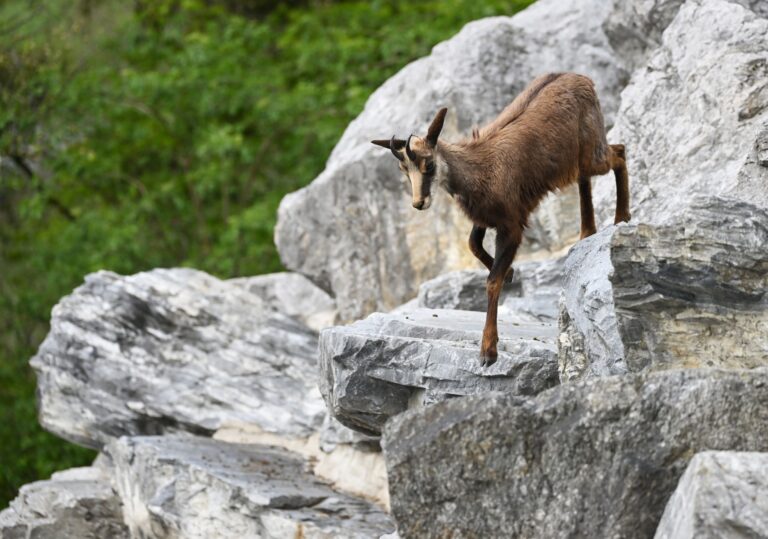 Der Umgang mit der Gams in alpenländischen Schutzwäldern sorgt seit Jahren für Diskussionen. (Archivbild) Foto: Angelika Warmuth/dpa