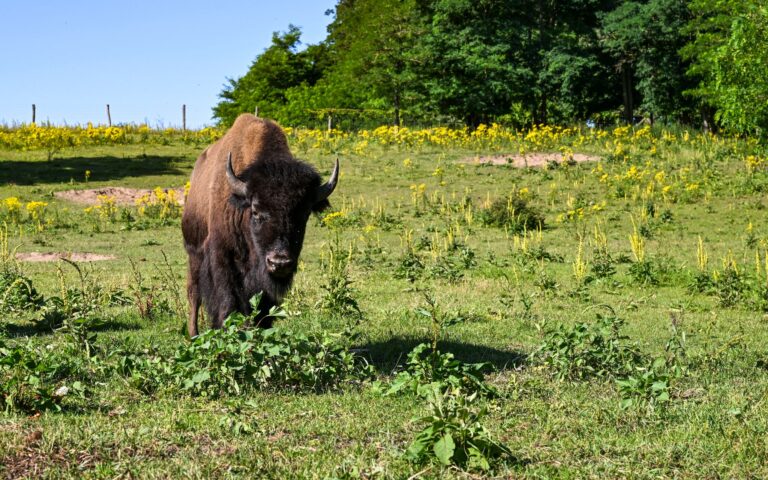 Mit gemeinsamer Anstrengung werden die Tiere unverletzt in eine Koppel gebracht. (Symbolbild) Foto: Jens Kalaene/dpa/ZB
