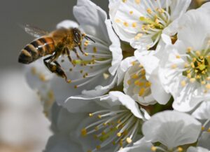 Die Honigbienen in Sachsen-Anhalt sind im vergangenen Jahr von der Amerikanischen Faulbrut (AFB) verschont geblieben. (Archivbild)