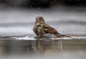 Der Naturschutzbund Deutschland (Nabu) veranstaltet die populäre Vogel-Zählaktion Stunde der Gartenvögel am zweiten Mai-Wochenende.