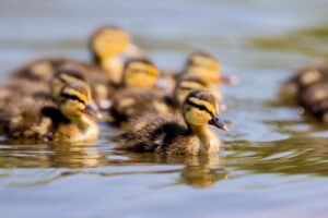 Mehrere Enten wie diese mussten von der Feuerwehr aus einem Güllesilo gerettet werden. (Symbolfoto)