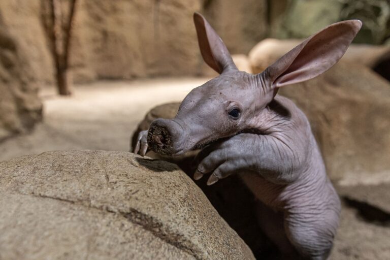 Frida wurde am 9. April geboren und entwickelt sich nach Aussage des Tierpflegers Peter Kalinke «hervorragend». (Handout)  Foto: Zoo Berlin/dpa
