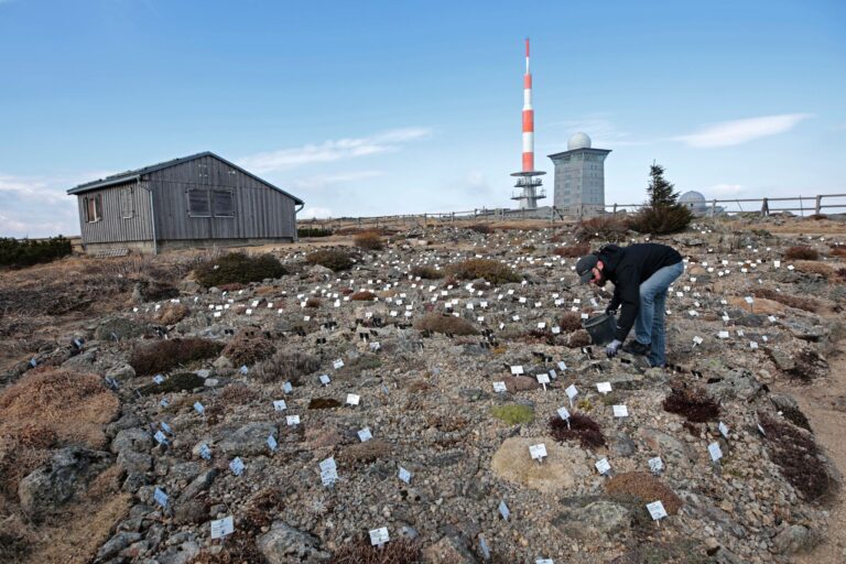 Im Botanischen Garten des Nationalparks Harz auf dem Brocken wachsen etwa 1.500 Hochgebirgspflanzen aus aller Welt. (Archivbild) Foto: Matthias Bein/dpa