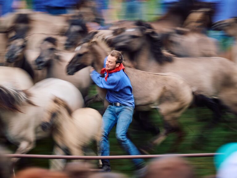 Ein Fänger umklammert einen jungen Hengst am Hals, um ihn von der Mutter zu trennen. (Archivbild) Foto: Bernd Thissen/dpa
