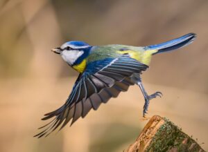 Auch in Sachsen werden immer weniger Gartenvögel gezählt (Archivbild).