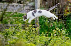 Frei und glücklich: Damit Katzen im Garten sicher unterwegs sind, sollten Halter einiges beachten.