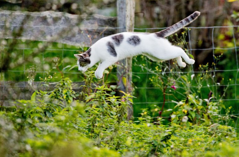 Frei und glücklich: Damit Katzen im Garten sicher unterwegs sind, sollten Halter einiges beachten. Foto: Julian Stratenschulte/dpa/dpa-tmn