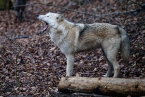 Hund im Wolfspelz oder Wolf mit Hundefell? Mischlinge sind möglich, aber zum Erhalt der Art nicht erwünscht. (Archivbild)