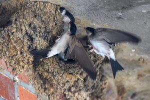 Mitmach-Aktion des NABU Hessen: Menschen sollen Vögel zählen und dem Naturschutzbund melden - und dabei ein besonderes Augenmerk auf Schwalben richten. (Archivbild)