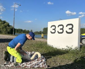 Der Naturschutzwart kümmert sich um den Schwan.