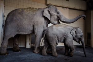 Rani und Savani haben in der neuen Elefantengruppe im Tierpark Hellabrunn bereits Zuspruch gefunden.