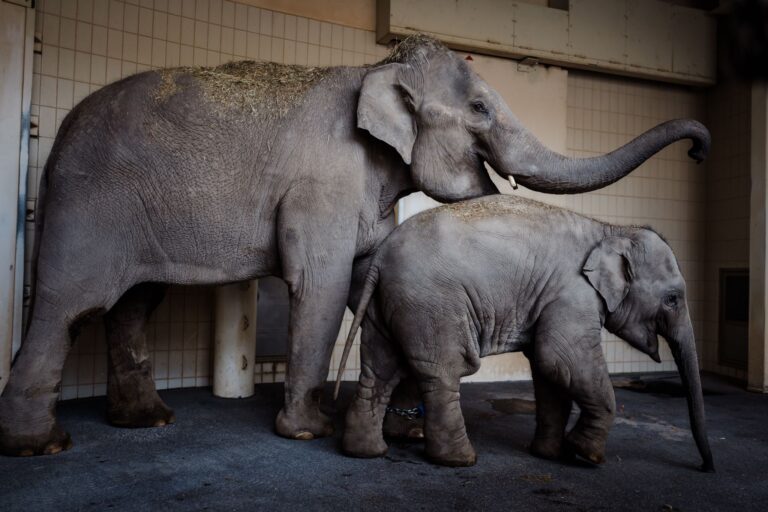 Rani und Savani haben in der neuen Elefantengruppe im Tierpark Hellabrunn bereits Zuspruch gefunden. Foto: Jan Saurer/Tierpark Hellabrunn /dpa