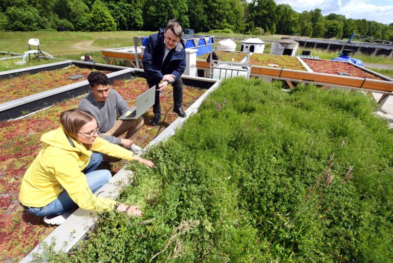 Es werden verschiedene Gründach-Modelle untersucht. Foto: Waltraud Grubitzsch/dpa