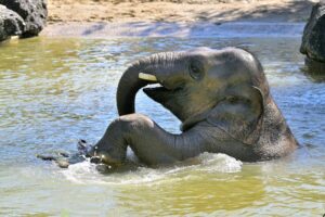 Der Tierpark nennt Otto eine «charismatische und äußerst beliebte Tierpersönlichkeit».